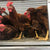 Poultry