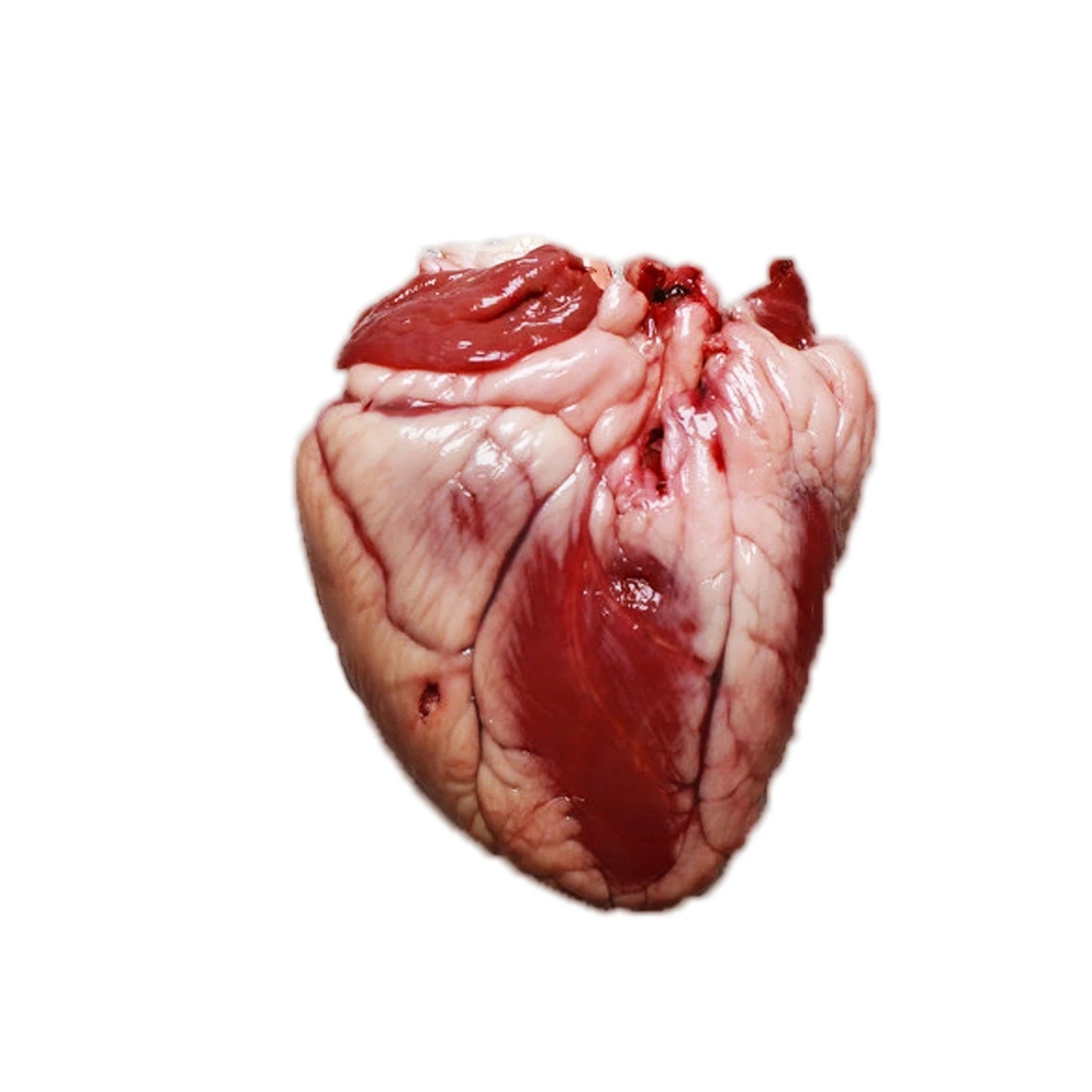 Lamb Heart