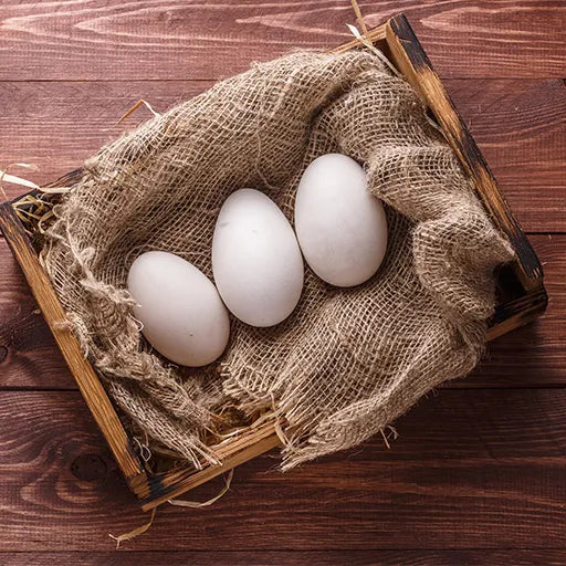 Goose eggs