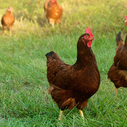 Organic Red Chicken