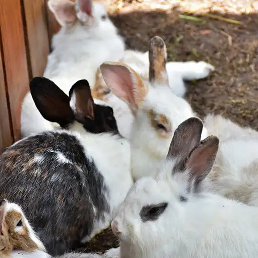 Rabbits