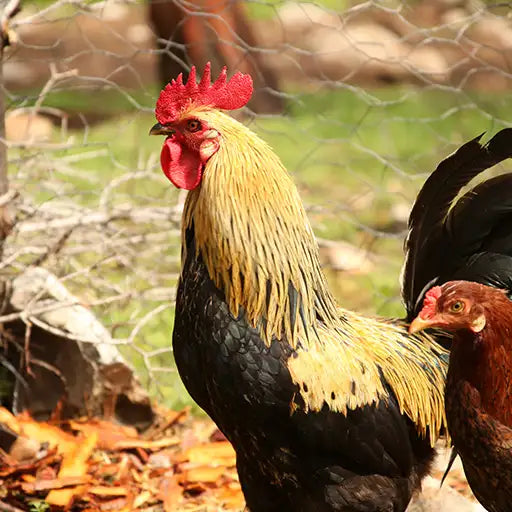 Roosters