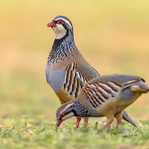 Chukars