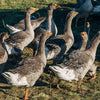 Geese