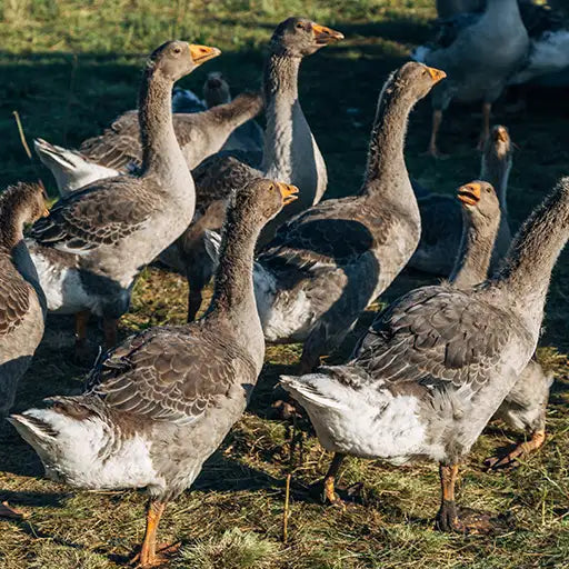 Geese
