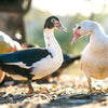Muscovy ducks