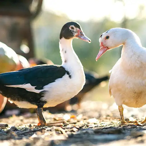 Muscovy ducks