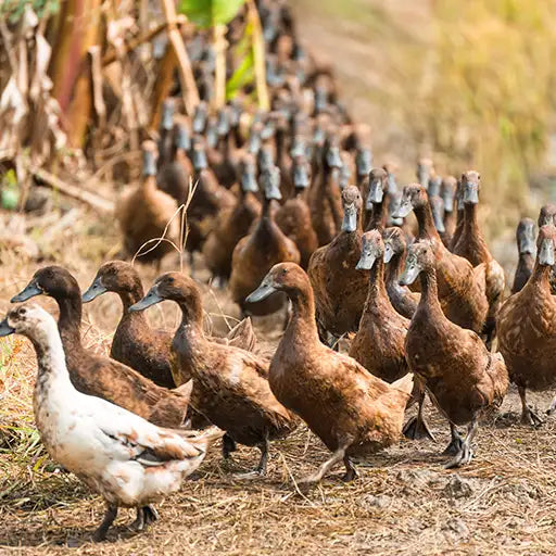 Brown water Ducks