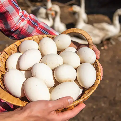 Duck eggs