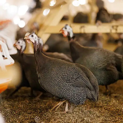 Guinea hens