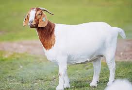 Goat With Skin