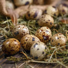 Quail eggs 