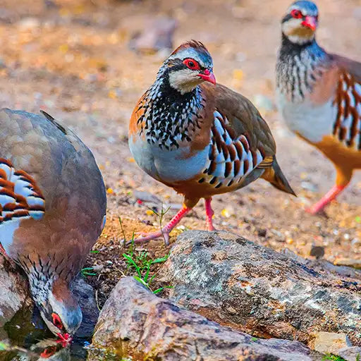 Quails