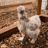 Silkies