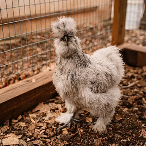 Silkies