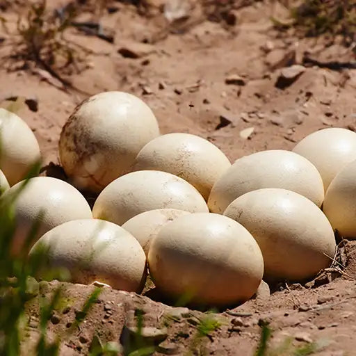 Guinea hen eggs
