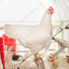 White broilers