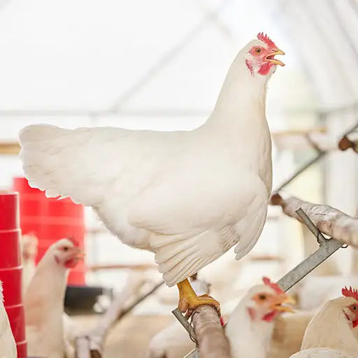 White broilers